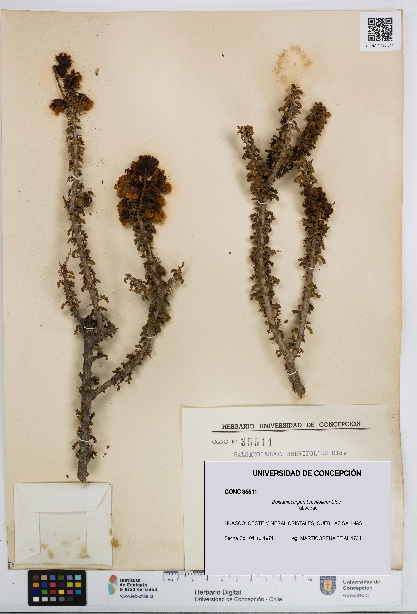 Balsamocarpon brevifolium [Espécimen: UDEC:CONC:0035511]