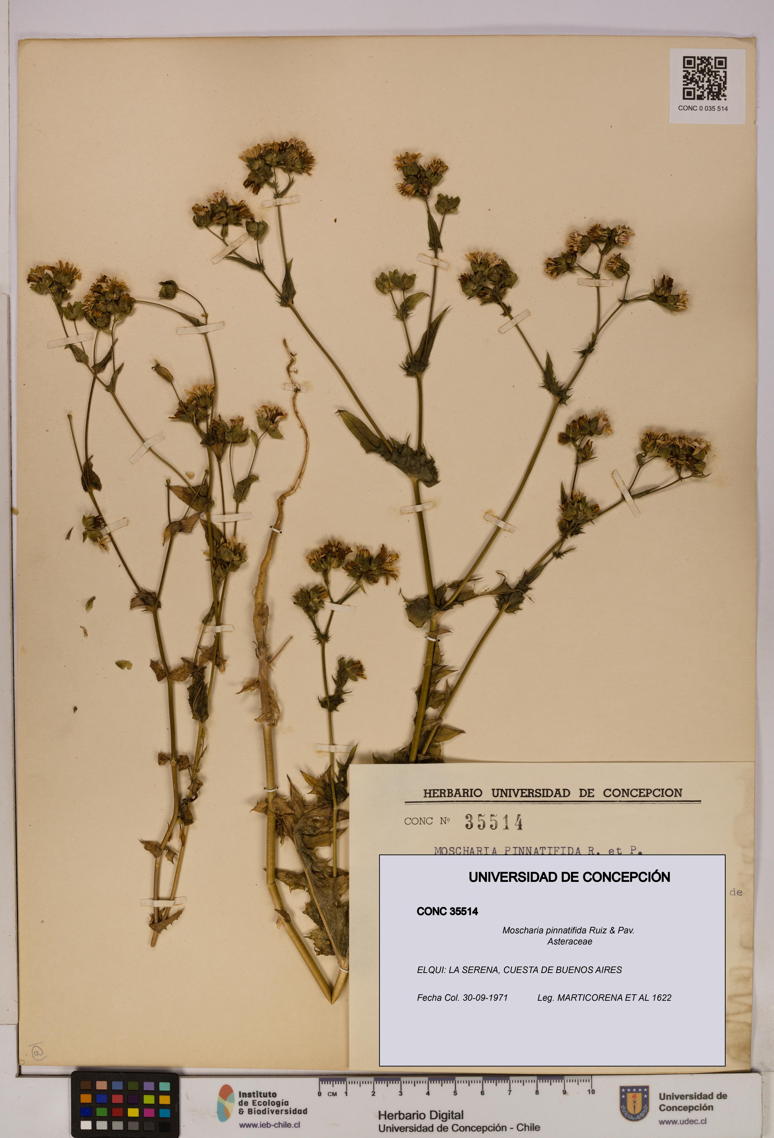 Moscharia pinnatifida [Espécimen: UDEC:CONC:0035514]