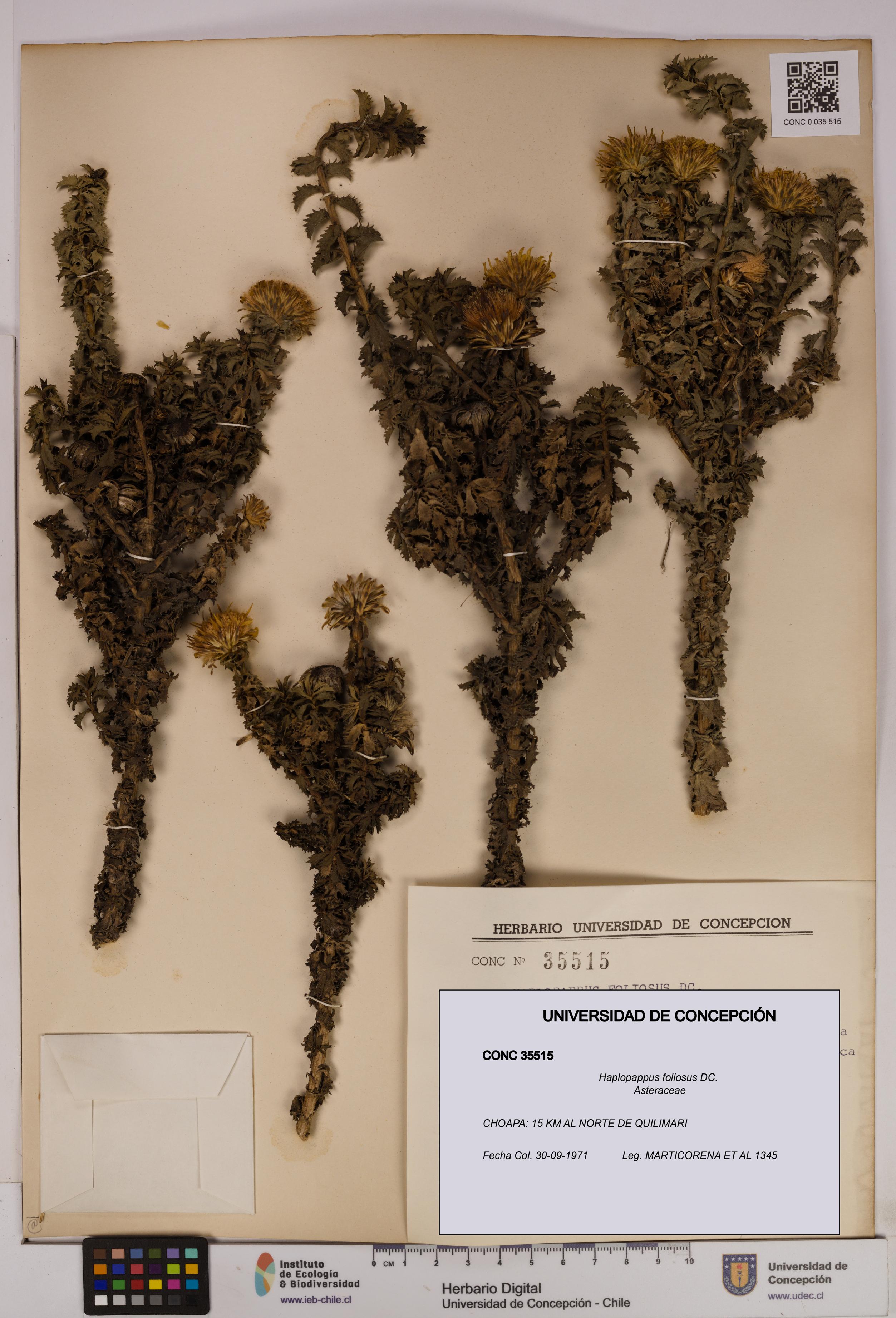 Haplopappus foliosus [Espécimen: UDEC:CONC:0035515]