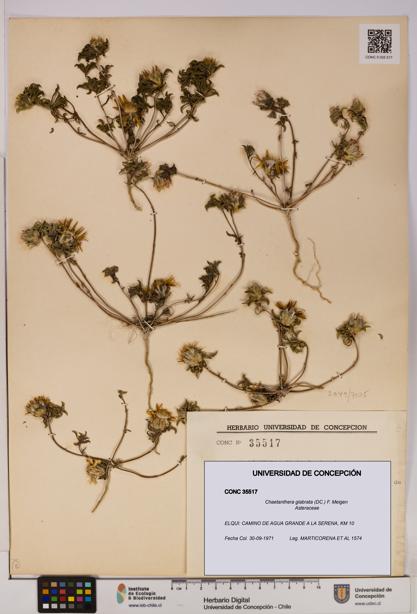 Chaetanthera glabrata [Espécimen: UDEC:CONC:0035517]