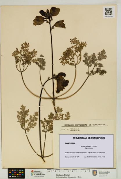 Argylia radiata [Espécimen: UDEC:CONC:0035523]
