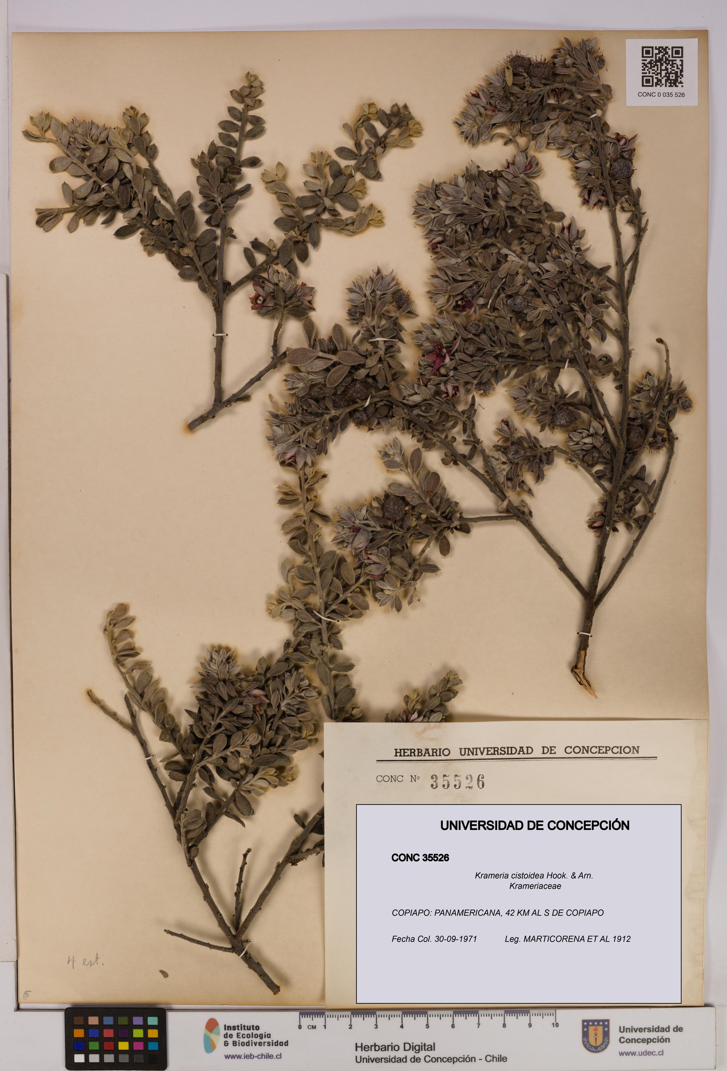 Krameria cistoidea [Espécimen: UDEC:CONC:0035526]