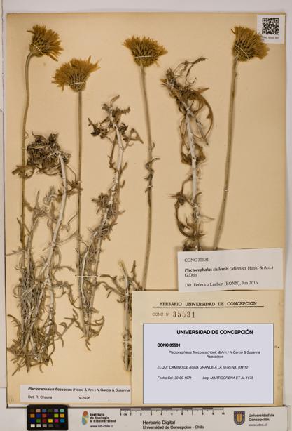 Plectocephalus floccosus [Espécimen: ]