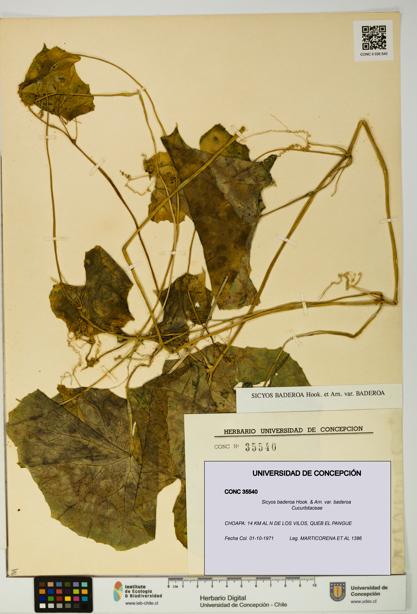 Sicyos baderoa [Espécimen: UDEC:CONC:0035540]