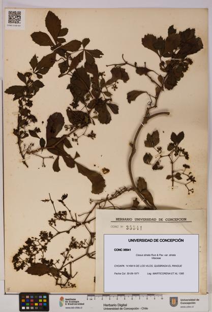 Cissus striata var. striata [Espécimen: UDEC:CONC:0035541]