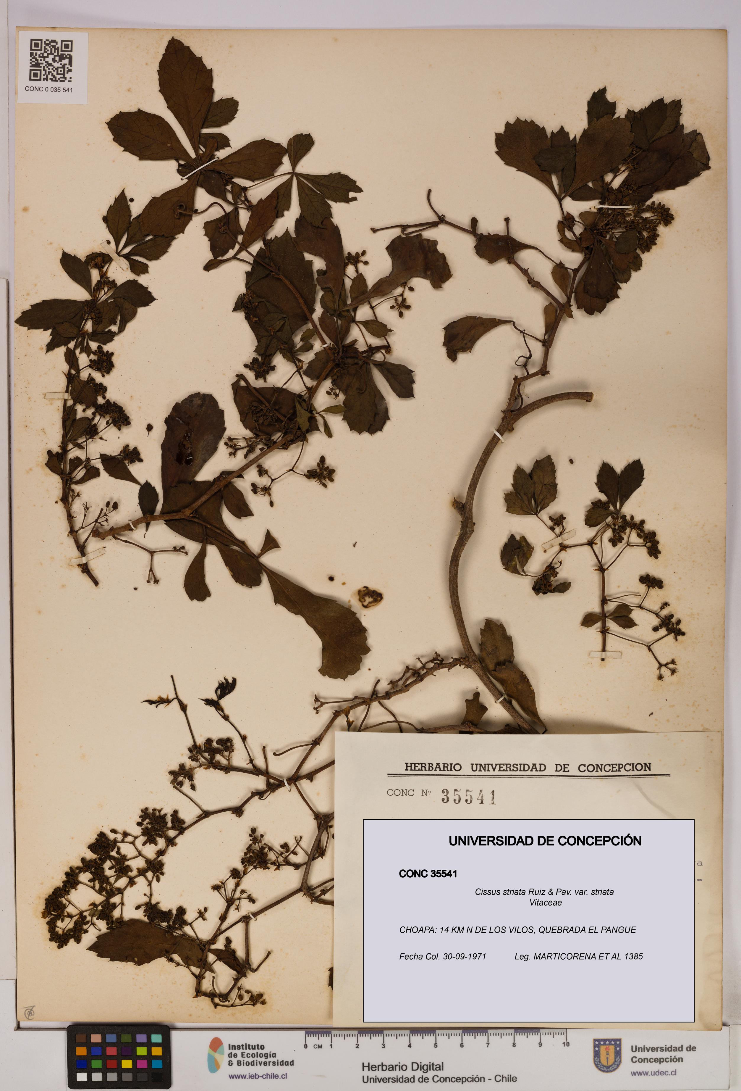 Cissus striata var. striata [Espécimen: UDEC:CONC:0035541]