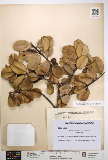 Gayella valparadisaea [Espécimen: UDEC:CONC:0035543]