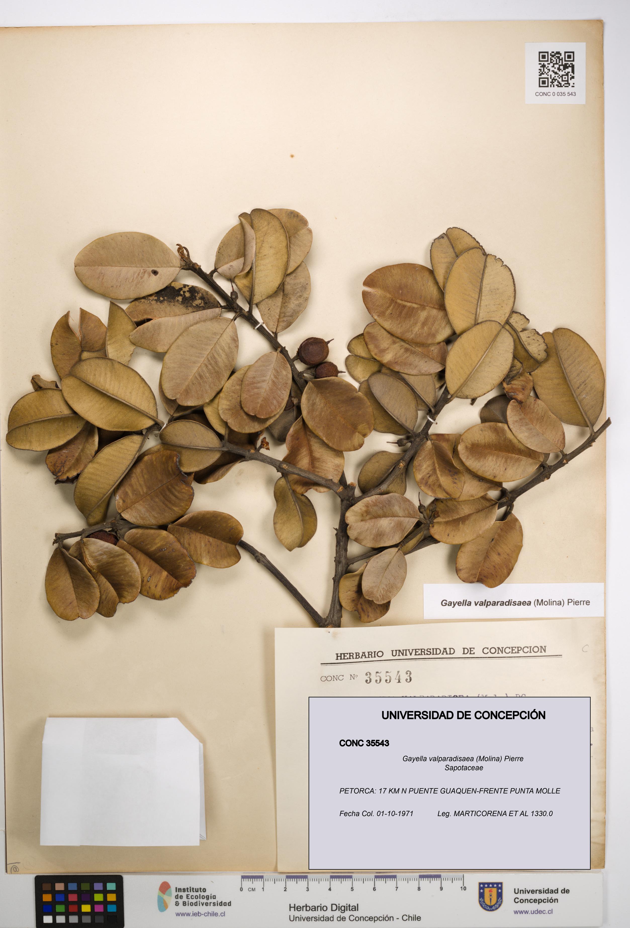 Gayella valparadisaea [Espécimen: UDEC:CONC:0035543]