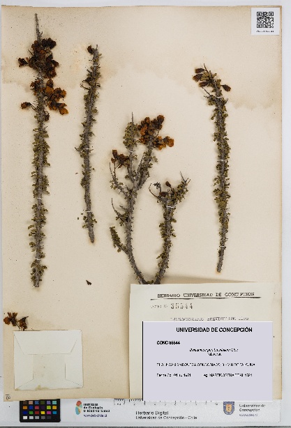 Balsamocarpon brevifolium [Espécimen: UDEC:CONC:0035544]
