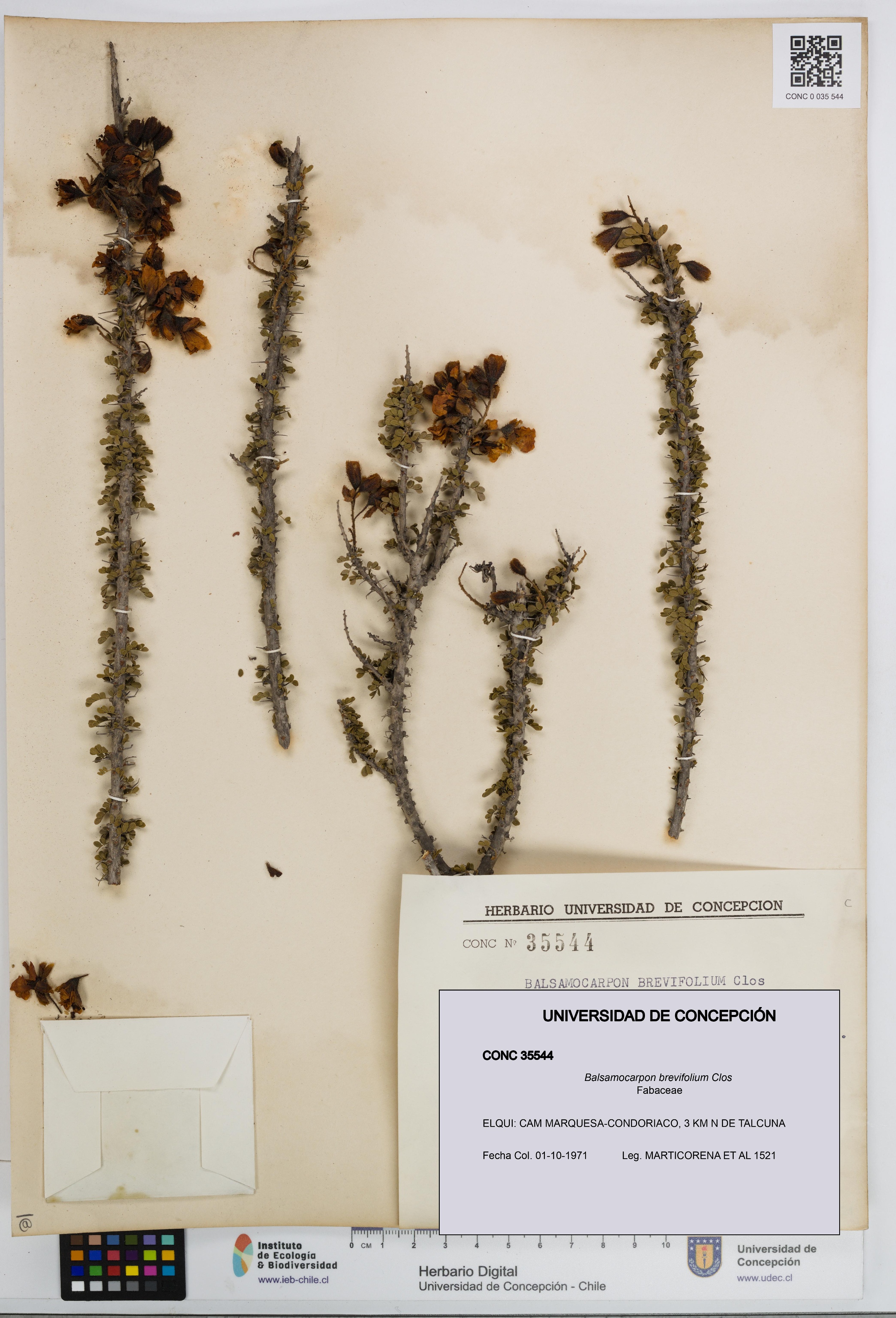 Balsamocarpon brevifolium [Espécimen: UDEC:CONC:0035544]