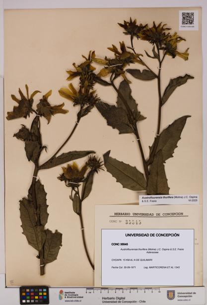 Austroflourensia thurifera [Espécimen: UDEC:CONC:0035545]