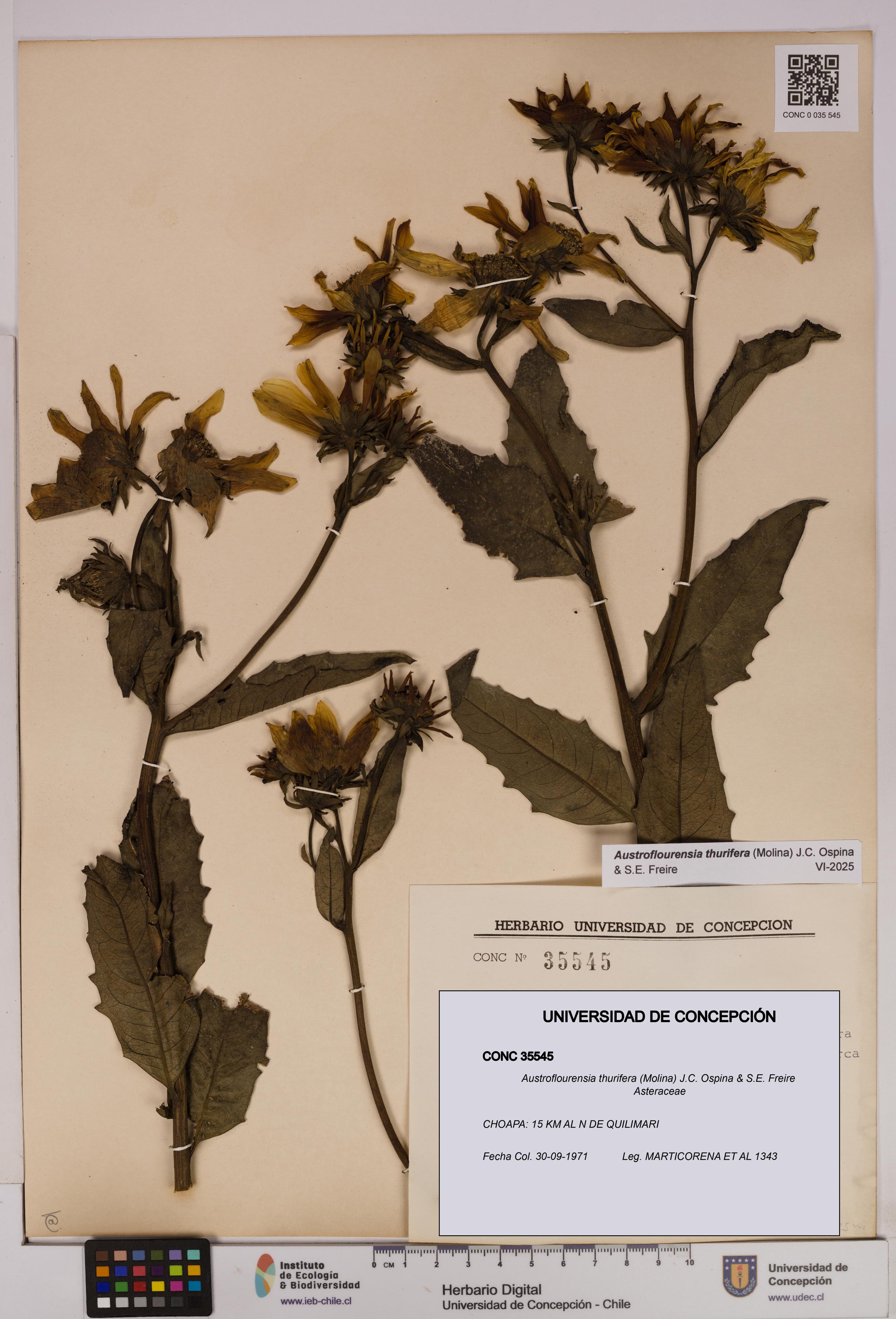 Austroflourensia thurifera [Espécimen: UDEC:CONC:0035545]