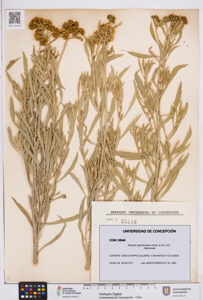 Tessaria absinthioides [Espécimen: ]
