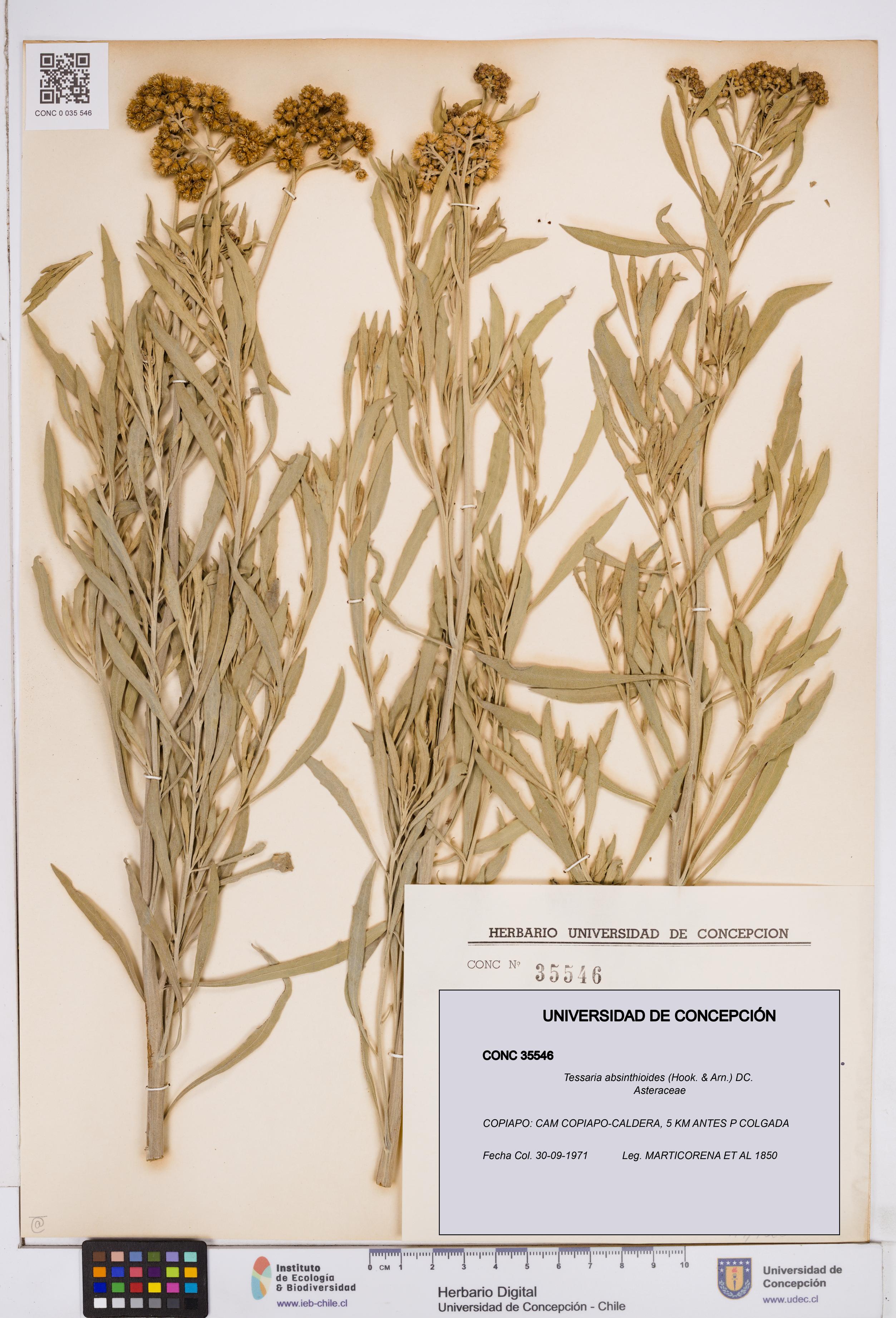 Tessaria absinthioides [Espécimen: ]