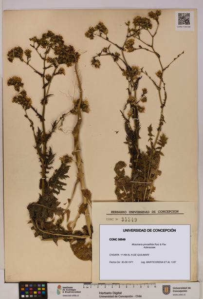 Moscharia pinnatifida [Espécimen: UDEC:CONC:0035549]