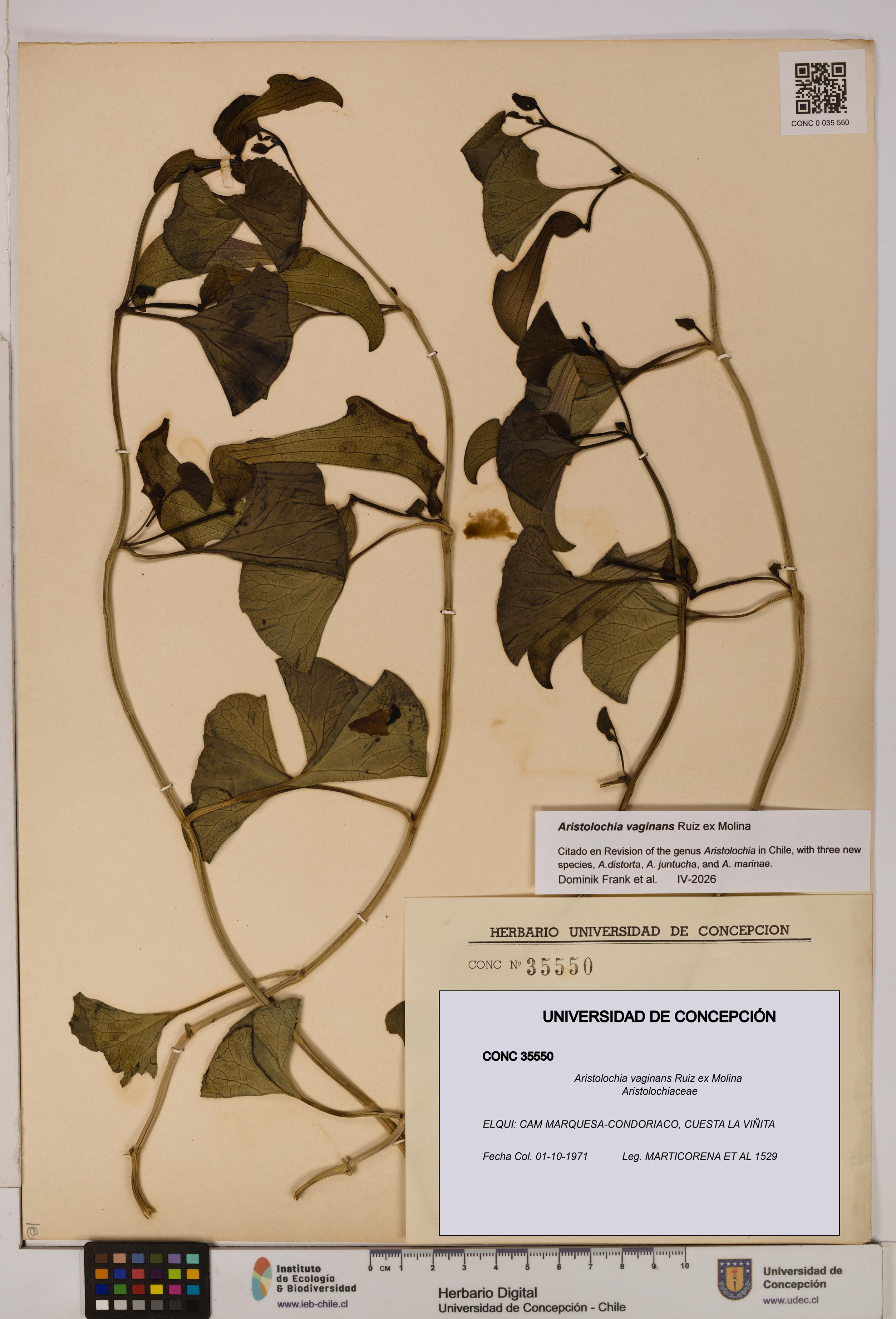 Aristolochia vaginans [Espécimen: ]