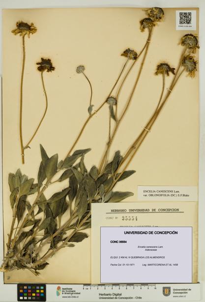 Encelia canescens [Espécimen: UDEC:CONC:0035554]