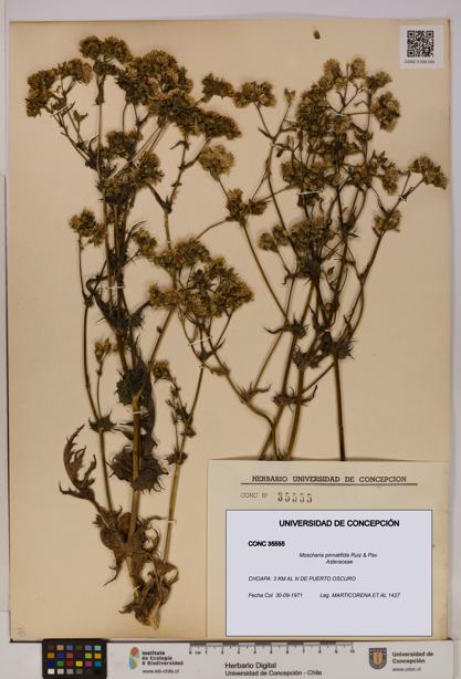Moscharia pinnatifida [Espécimen: UDEC:CONC:0035555]