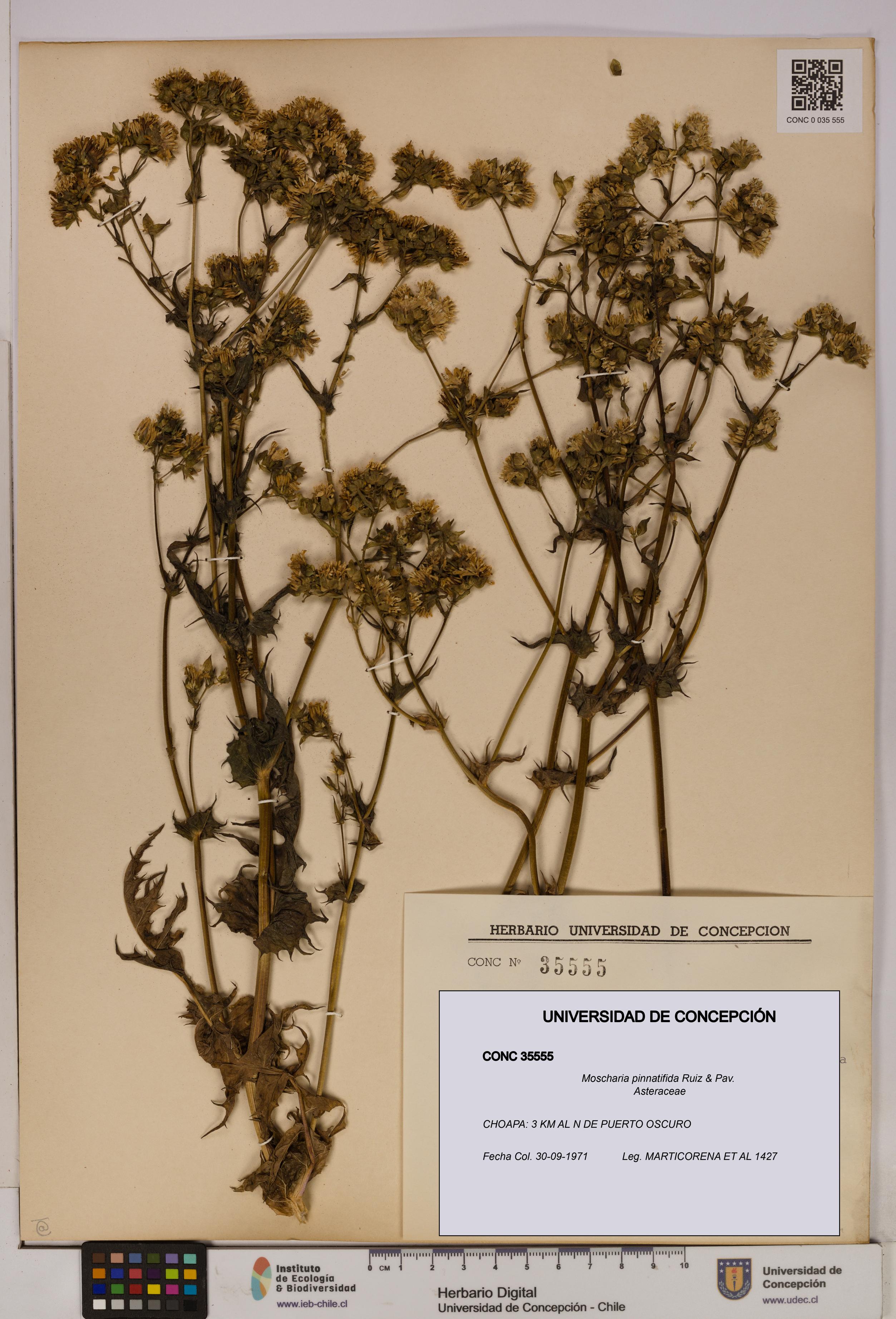 Moscharia pinnatifida [Espécimen: UDEC:CONC:0035555]