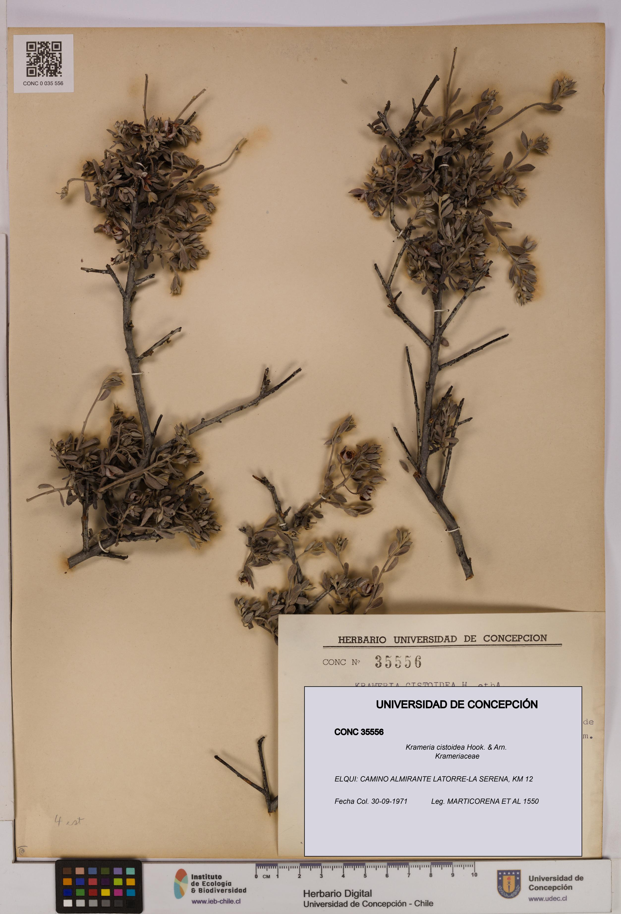 Krameria cistoidea [Espécimen: UDEC:CONC:0035556]