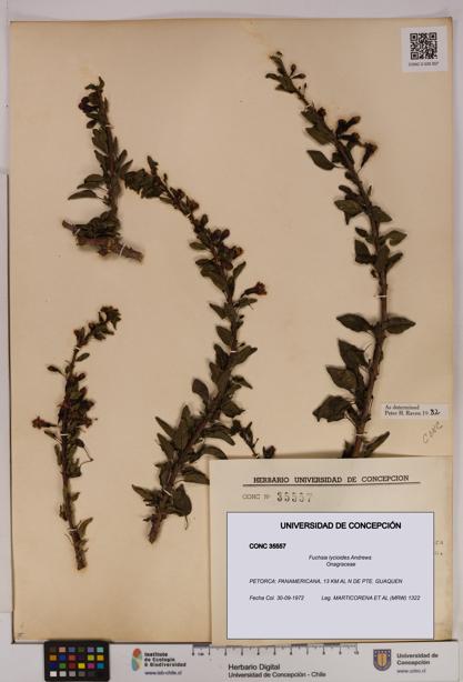 Fuchsia lycioides [Espécimen: UDEC:CONC:0035557]