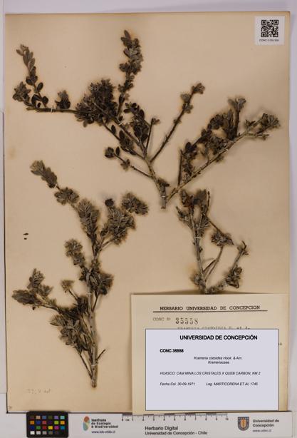 Krameria cistoidea [Espécimen: UDEC:CONC:0035558]
