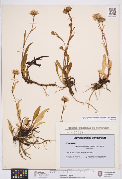 Symphyotrichum vahlii [Espécimen: ]