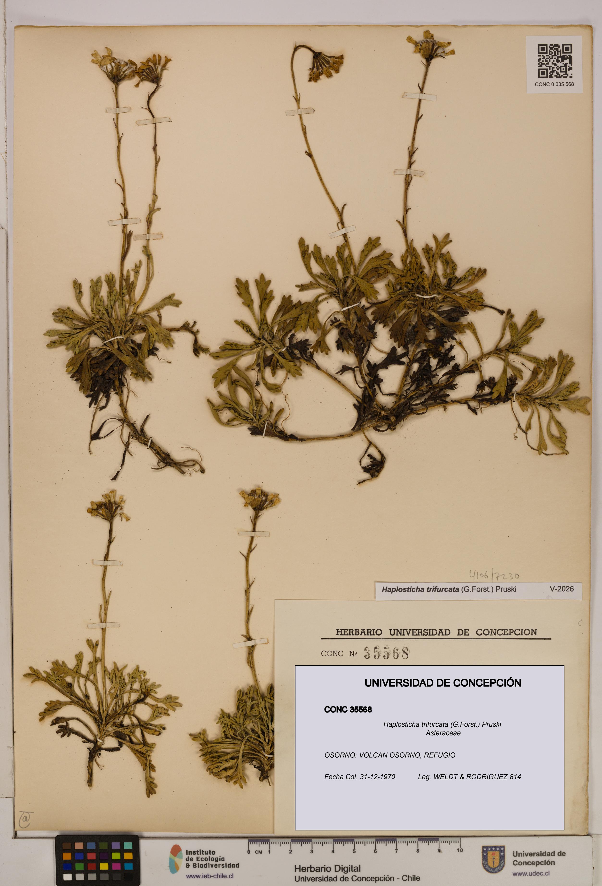Haplosticha trifurcata [Espécimen: UDEC:CONC:0035568]