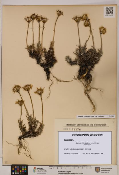 Senecio chilensis var. chilensis [Espécimen: UDEC:CONC:0035570]