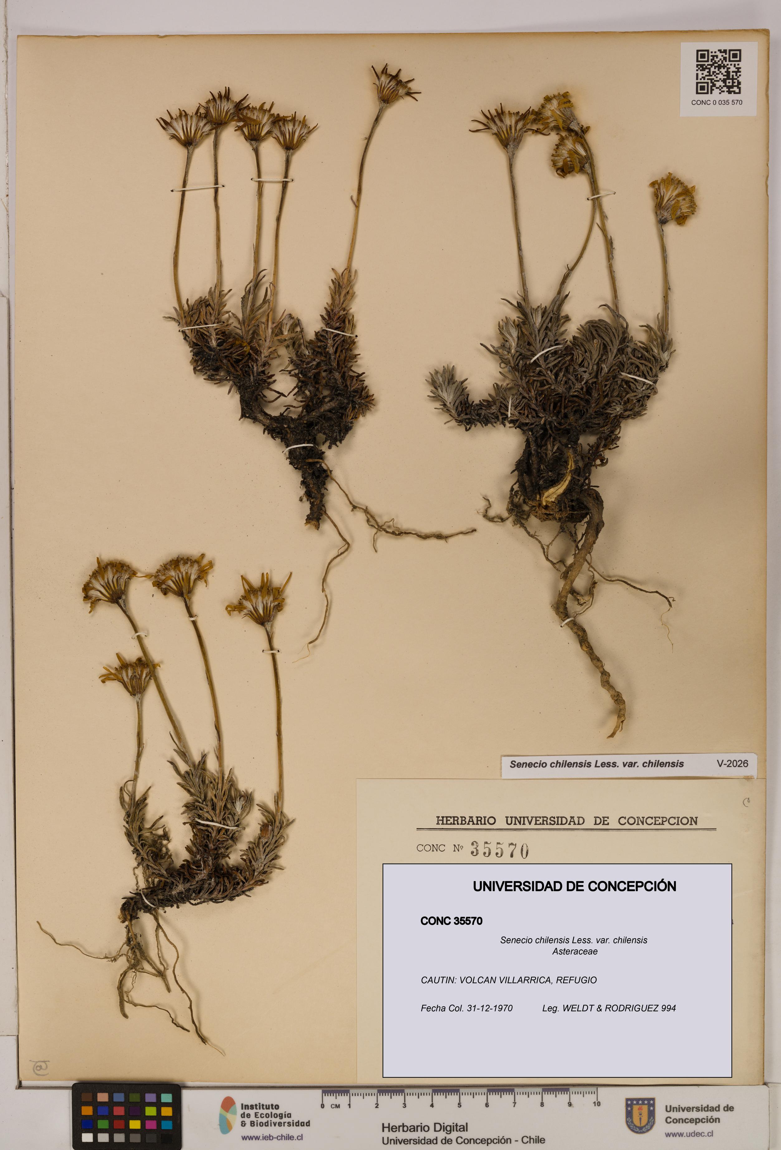 Senecio chilensis var. chilensis [Espécimen: UDEC:CONC:0035570]