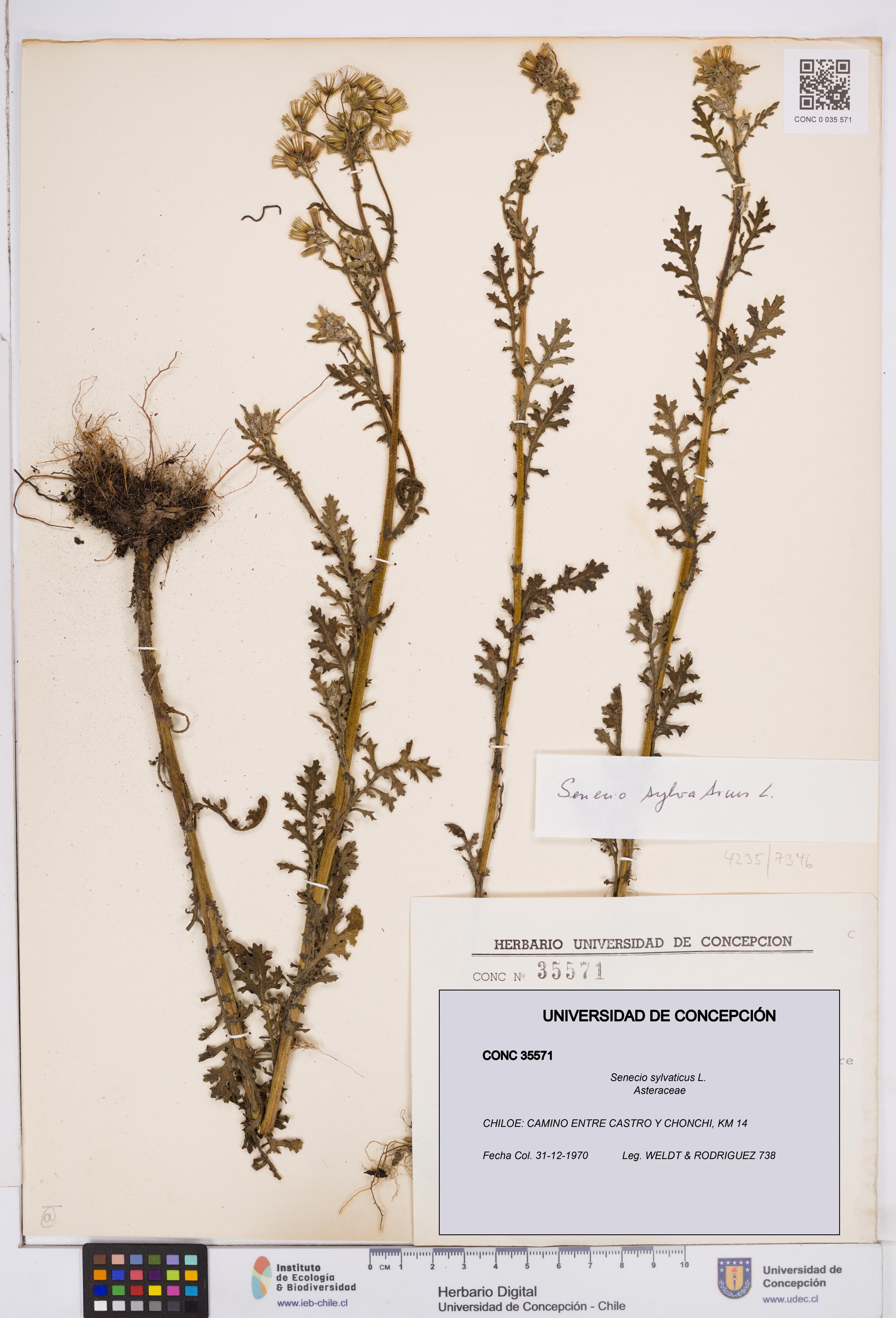 Senecio sylvaticus [Espécimen: ]