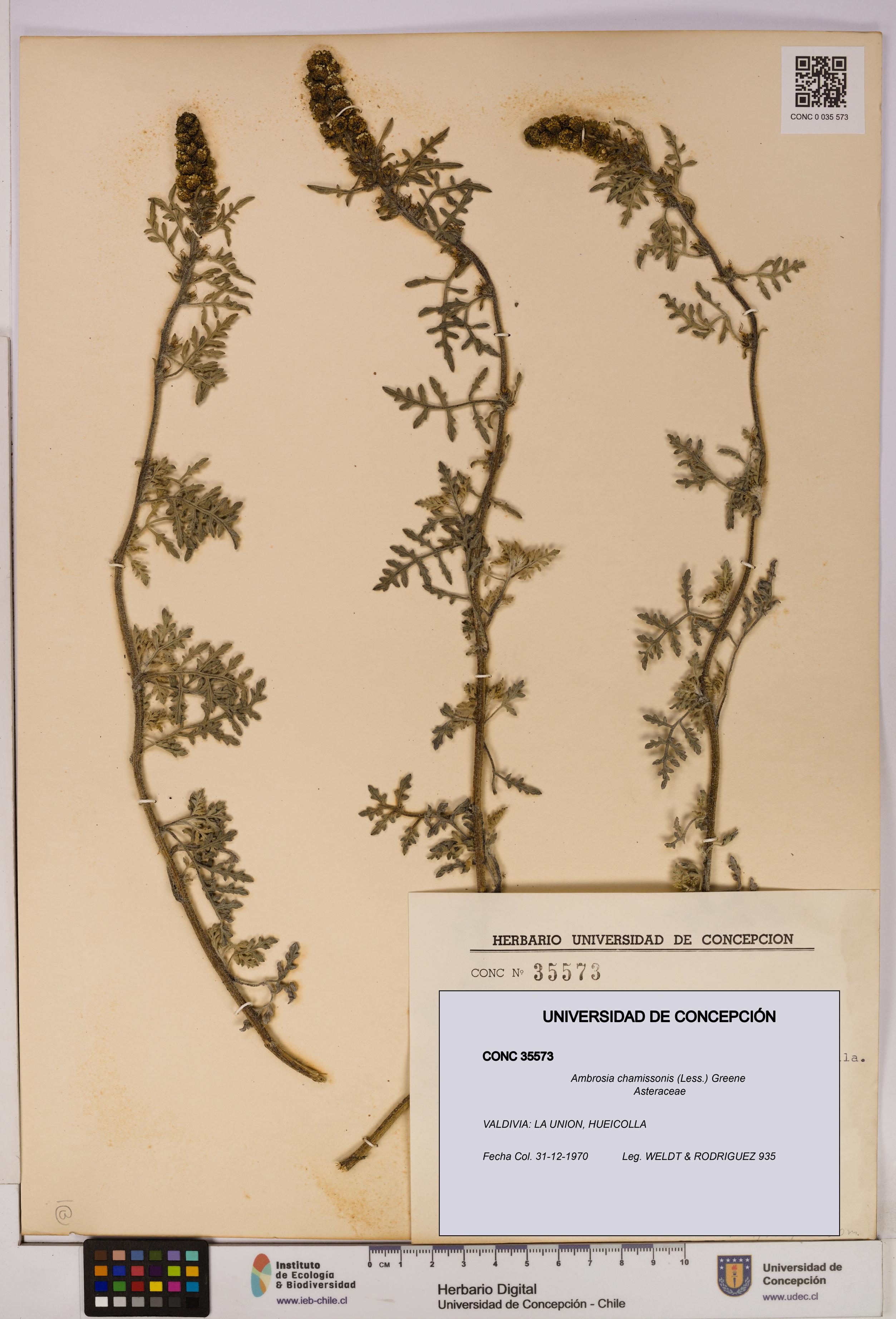 Ambrosia chamissonis [Espécimen: UDEC:CONC:0035573]
