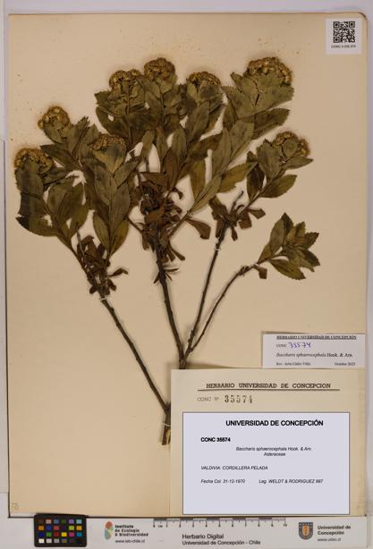 Baccharis sphaerocephala [Espécimen: UDEC:CONC:0035574]