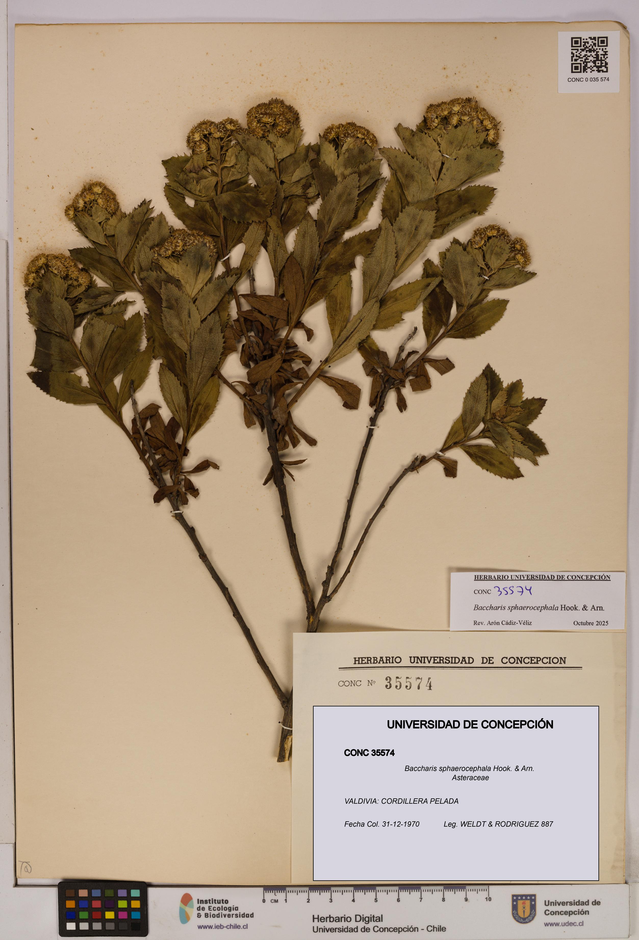 Baccharis sphaerocephala [Espécimen: UDEC:CONC:0035574]