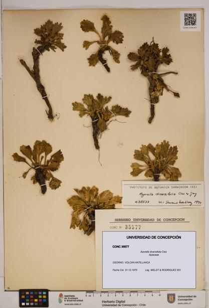 Azorella diversifolia [Espécimen: ]