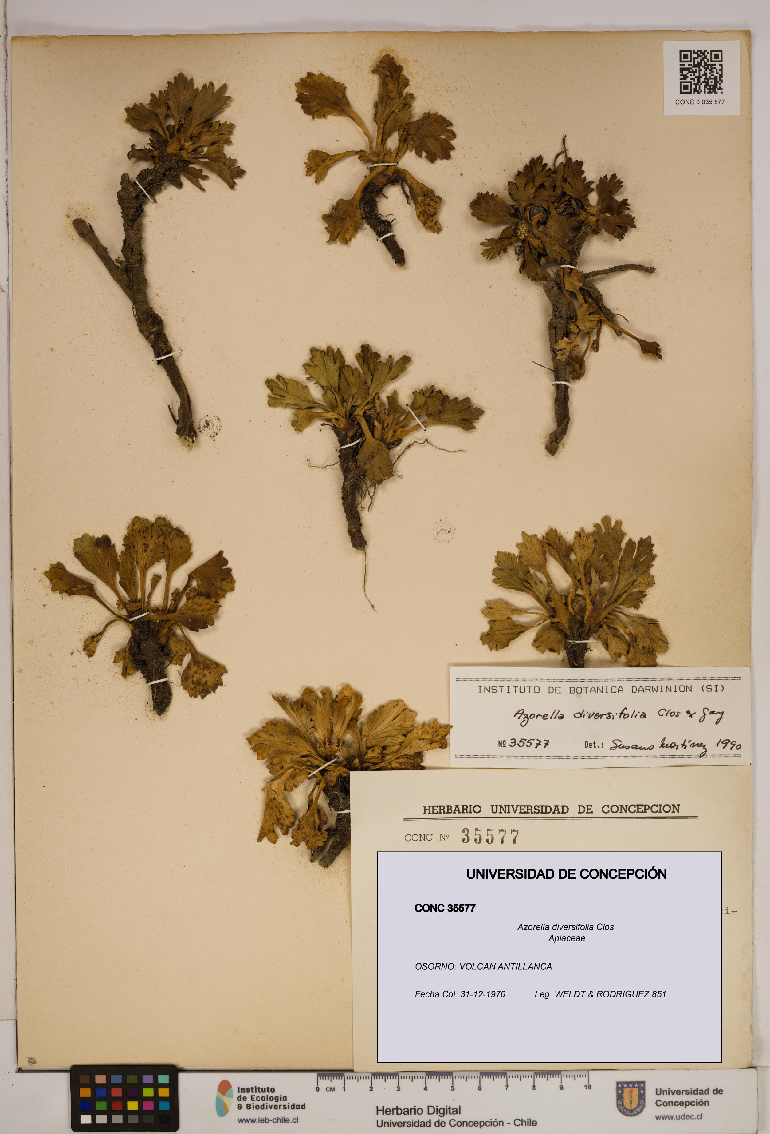 Azorella diversifolia [Espécimen: ]