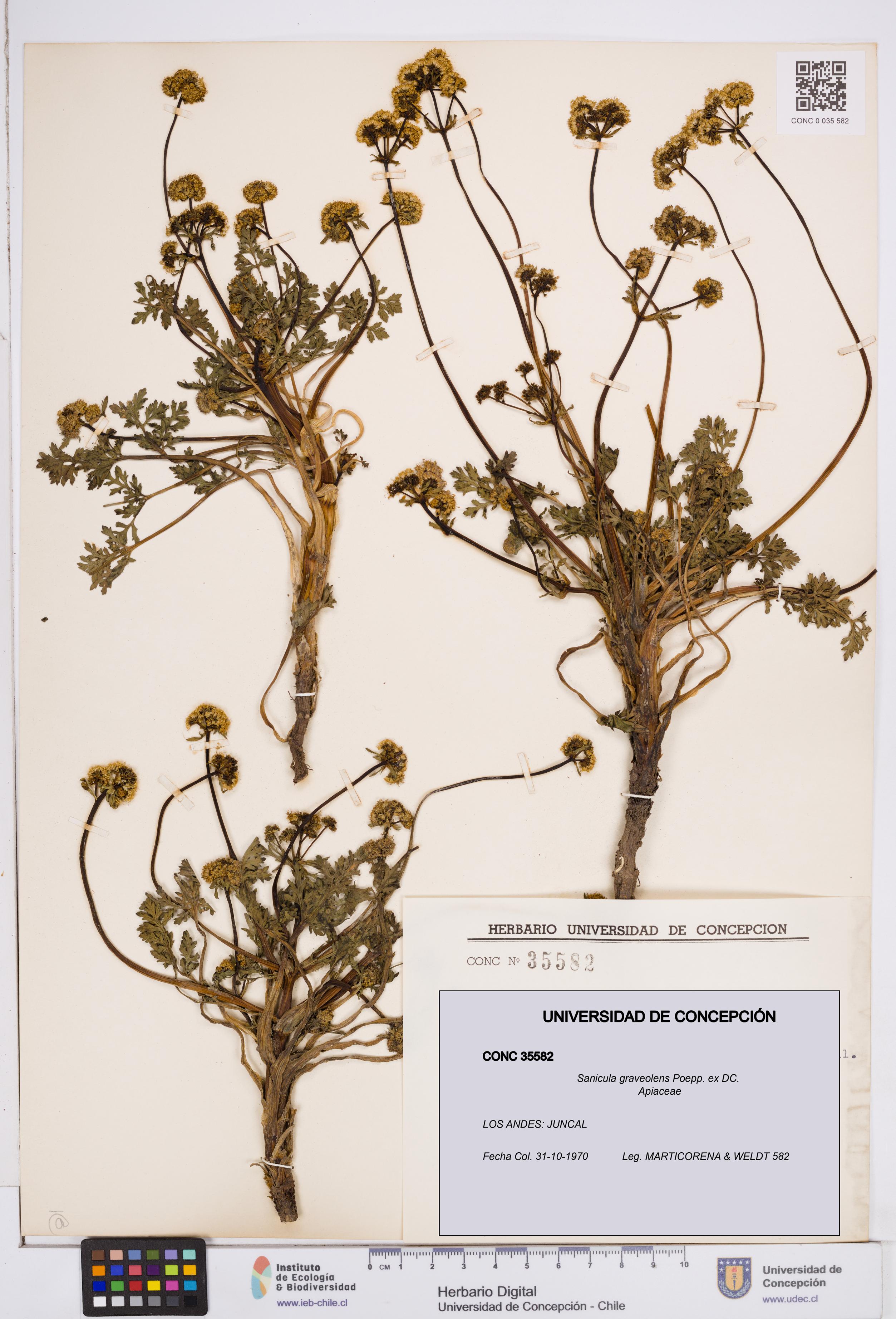 Sanicula graveolens [Espécimen: ]