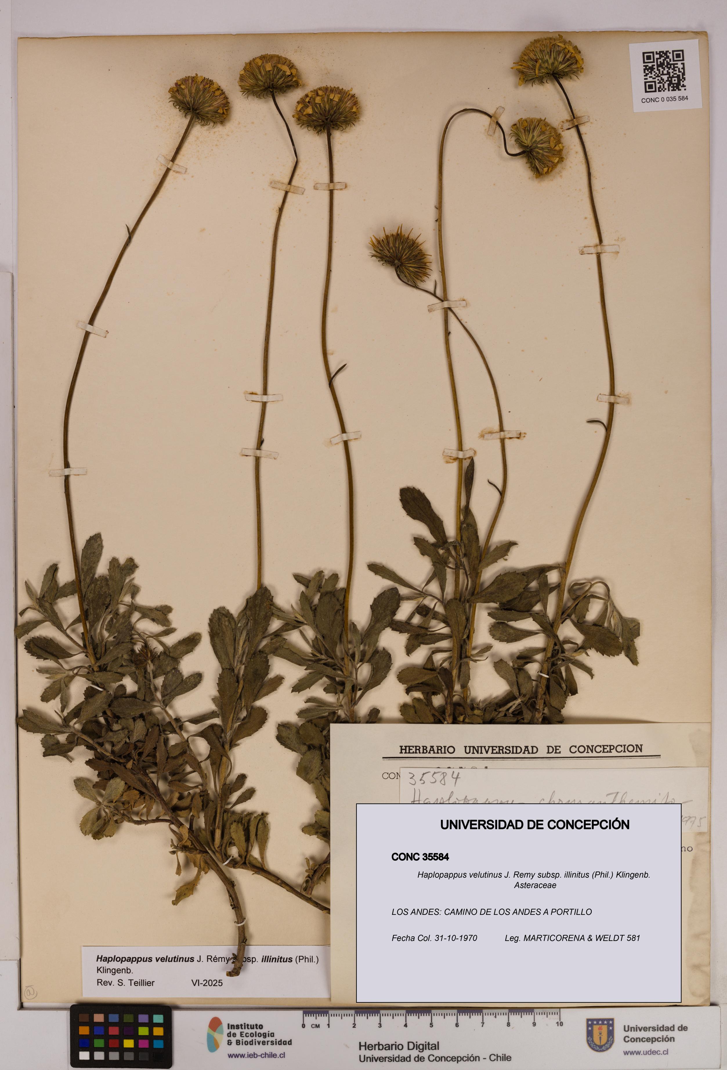 Haplopappus velutinus subsp. illinitus [Espécimen: UDEC:CONC:0035584]