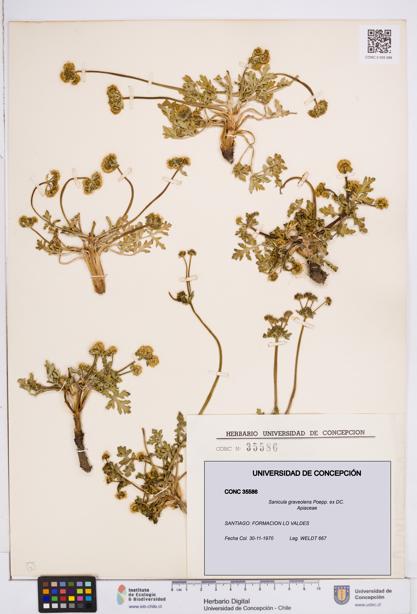 Sanicula graveolens [Espécimen: ]