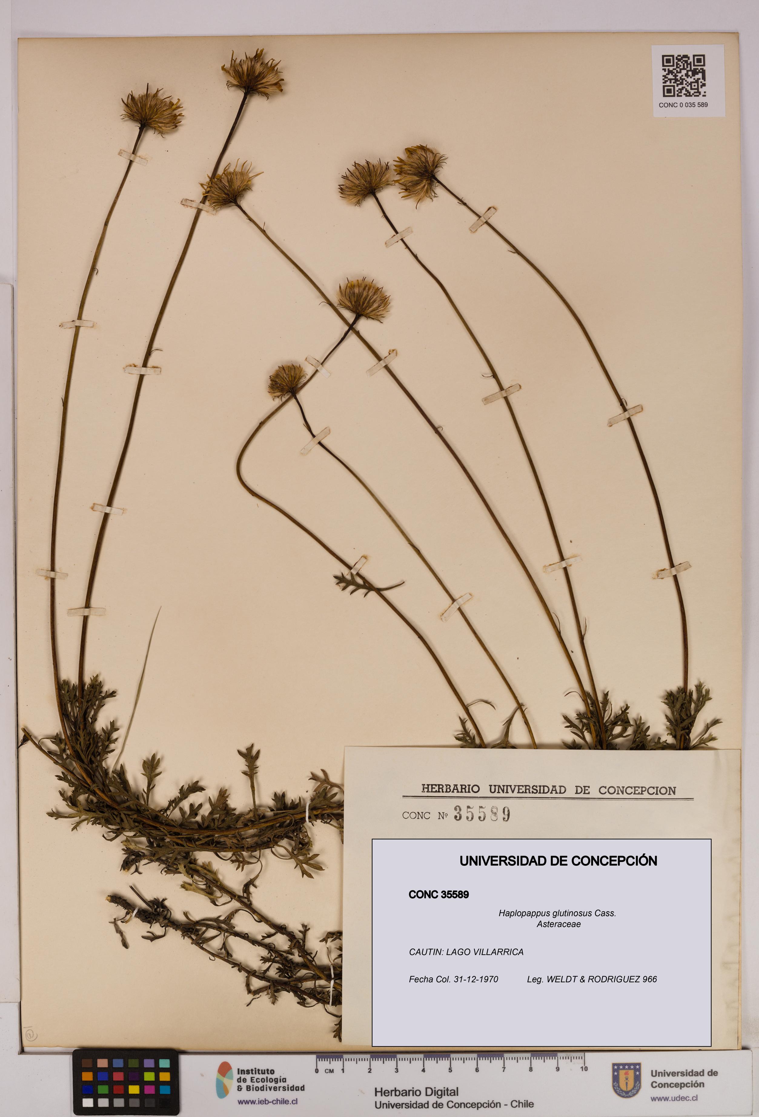 Haplopappus glutinosus [Espécimen: UDEC:CONC:0035589]