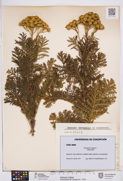 Tanacetum vulgare [Espécimen: ]