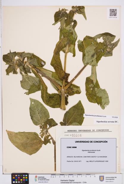 Sigesbeckia jorullensis [Espécimen: ]