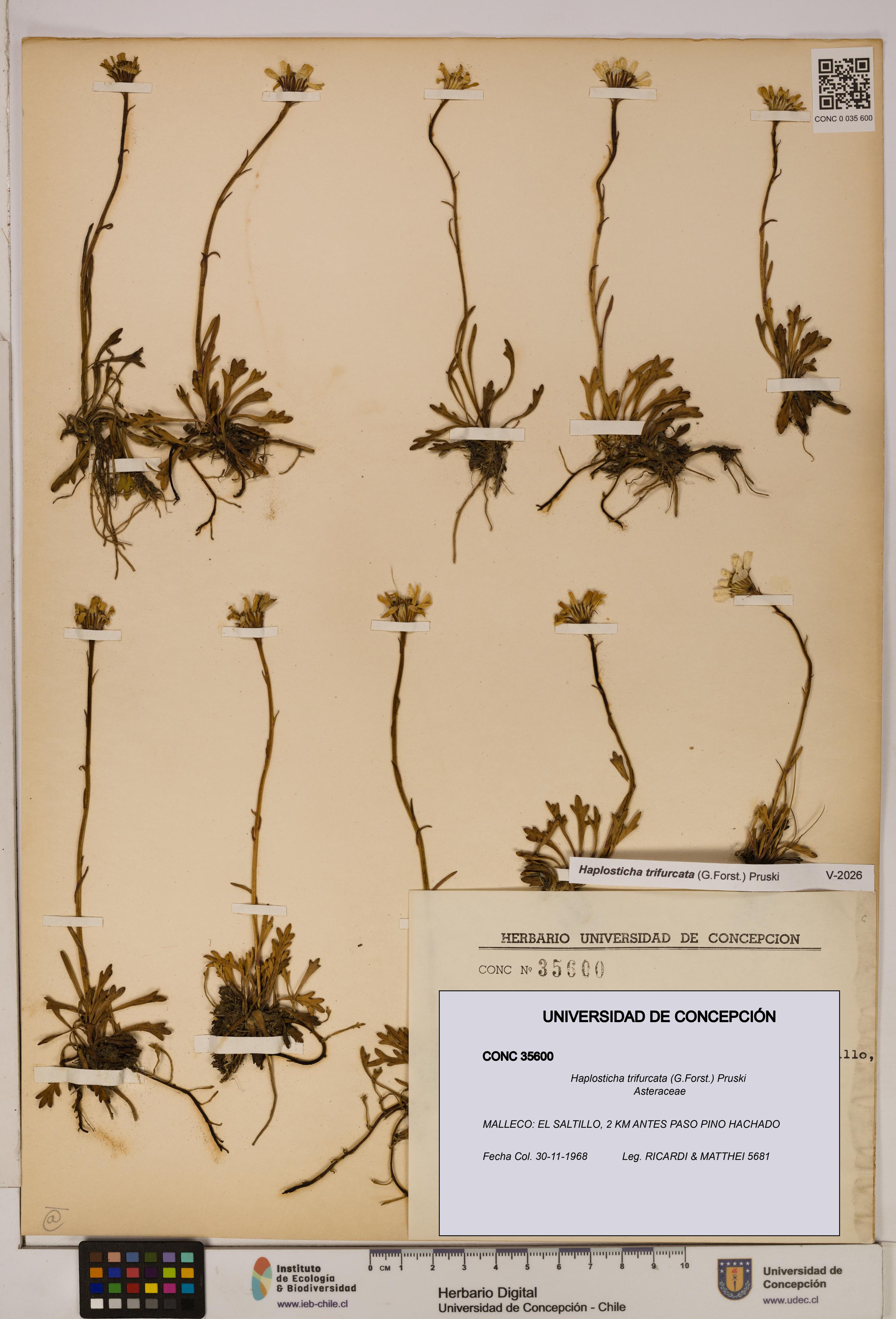 Haplosticha trifurcata [Espécimen: UDEC:CONC:0035600]