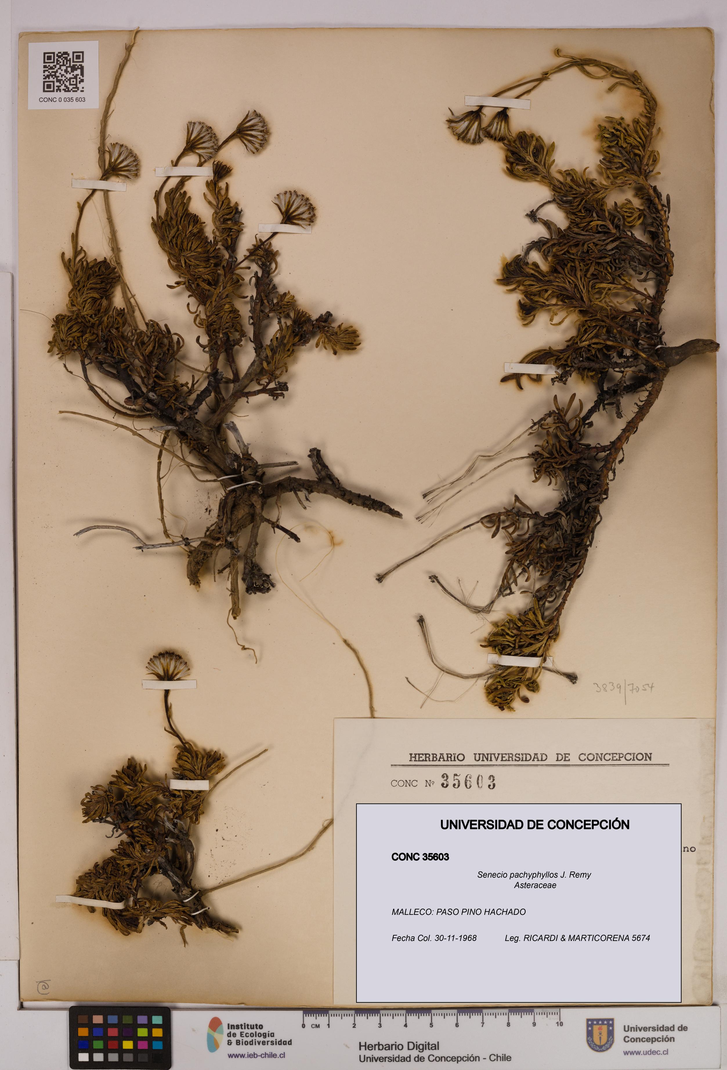 Senecio pachyphyllos [Espécimen: UDEC:CONC:0035603]