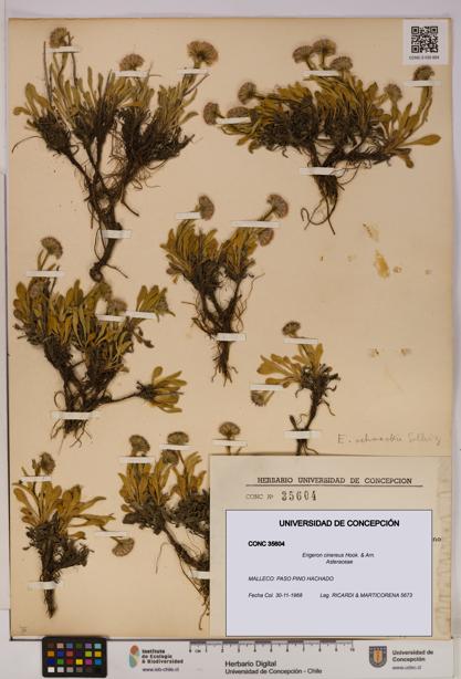 Erigeron cinereus [Espécimen: UDEC:CONC:0035604]