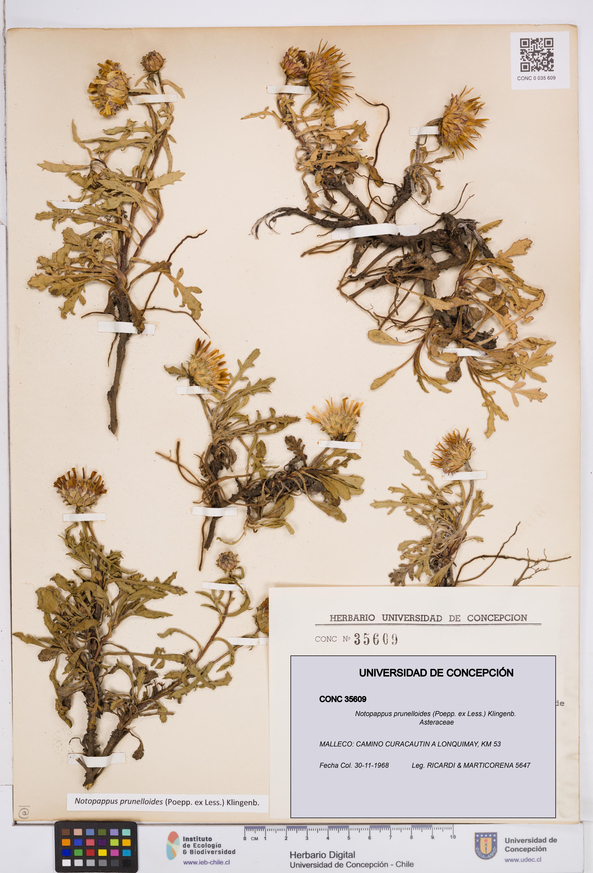 Notopappus prunelloides [Espécimen: ]