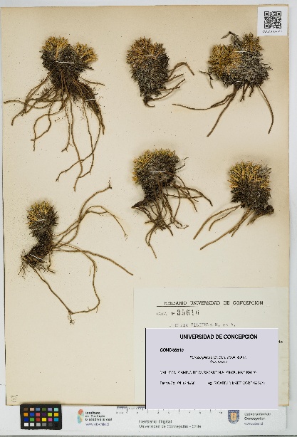 Perezia pilifera [Espécimen: UDEC:CONC:0035610]