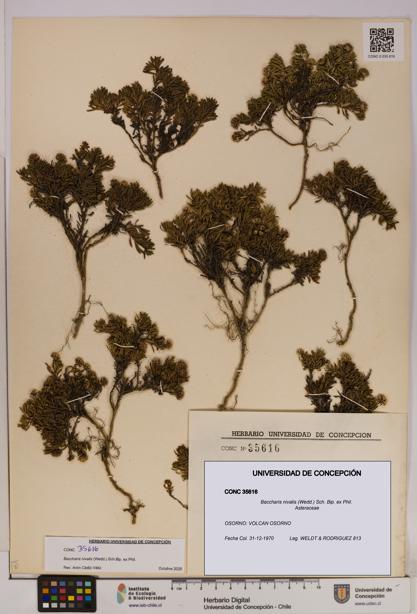 Baccharis nivalis [Espécimen: UDEC:CONC:0035616]