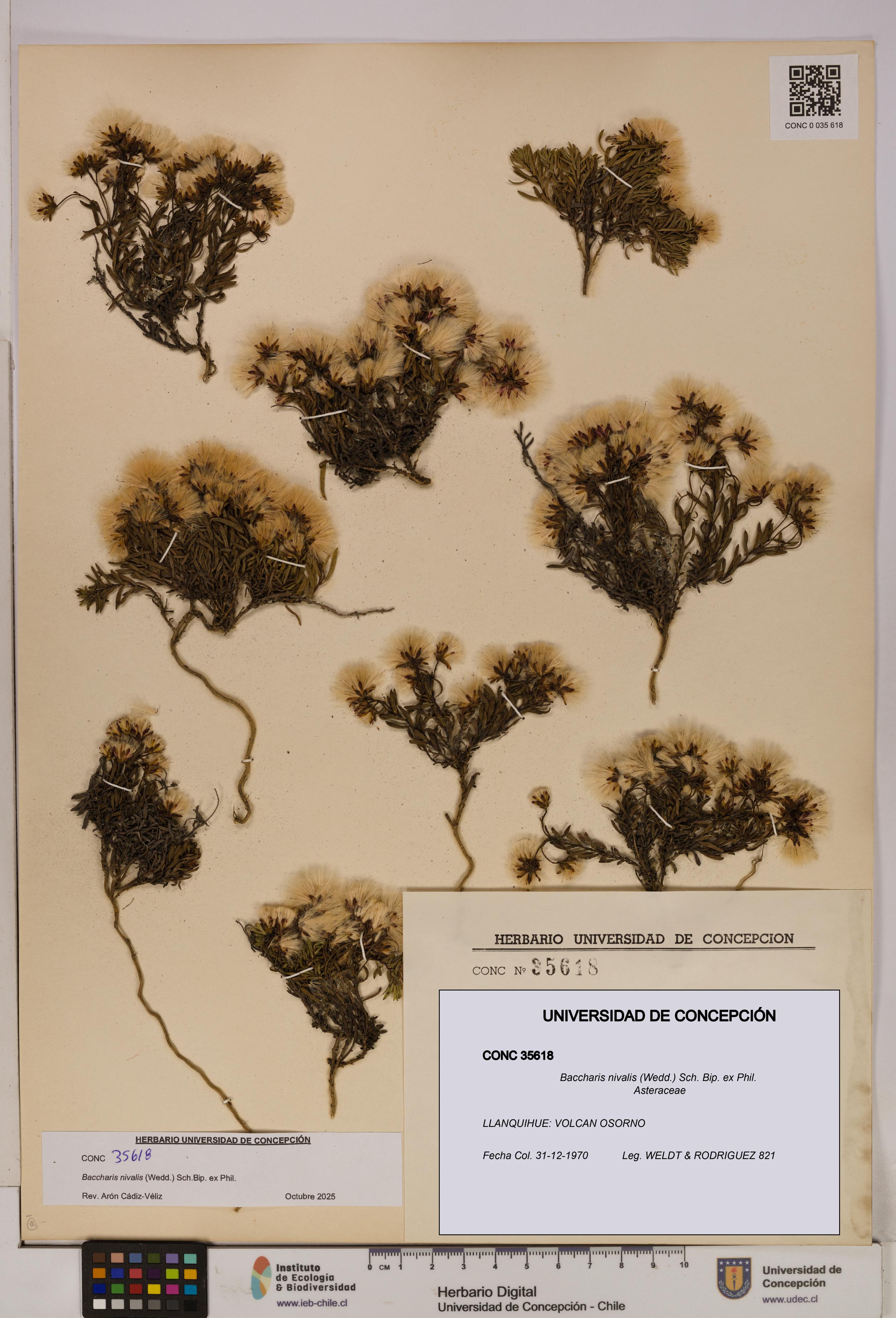 Baccharis nivalis [Espécimen: UDEC:CONC:0035618]
