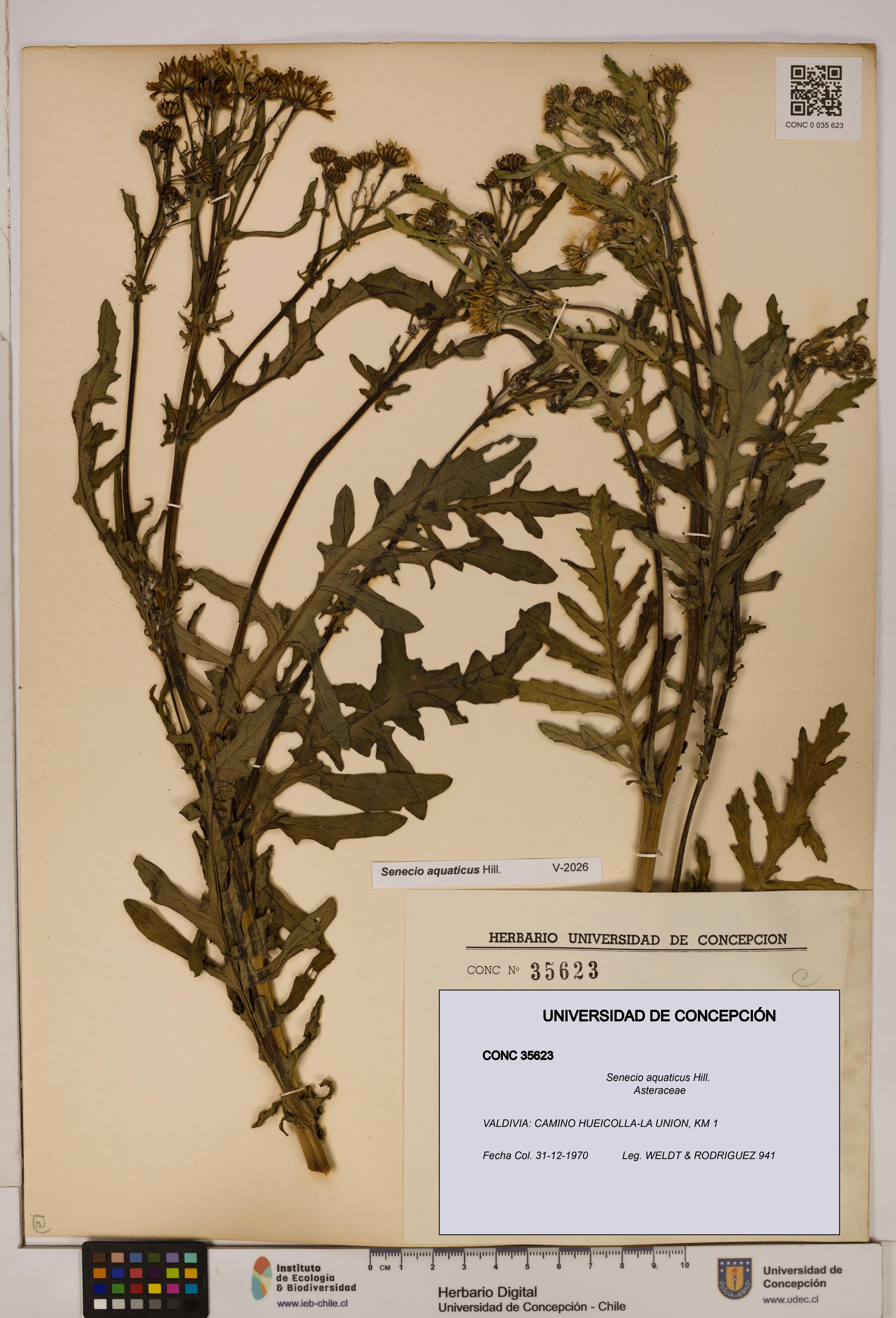 Senecio aquaticus [Espécimen: UDEC:CONC:0035623]